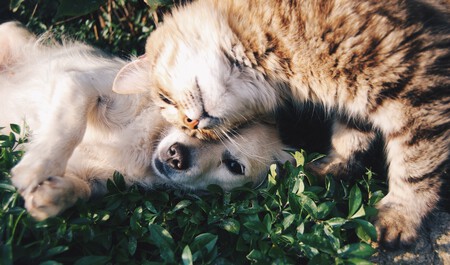 Gato Perro Dependiente Independiente