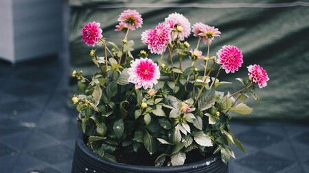 Dalia En Maceta