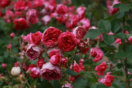 Pexels Dina Nasyrova 2006209 3788291