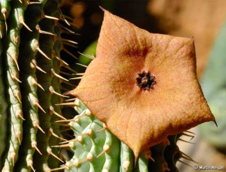 Hoodia gordonii, una manera natural de controlar el hambre