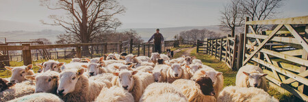 Un Pastor Con Su Rebano En Aiaraldea C Aiaraldea