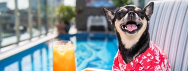 Los alojamientos pet-friendly son tendencia e incluso buscan críticos