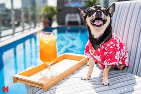 Los alojamientos pet-friendly son tendencia e incluso buscan críticos