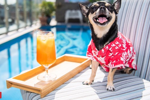 Los alojamientos pet-friendly son tendencia e incluso buscan críticos