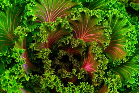 7 razones saludables por las cuales deberías comer más kale