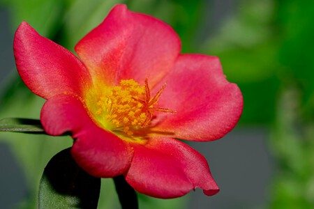 Pexels Ankit Rainloure 1425442 15069410