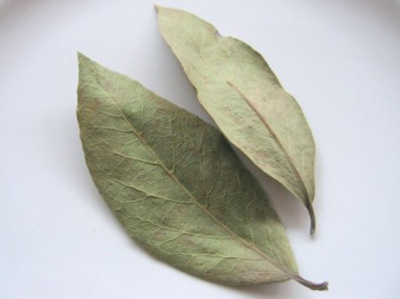 El laurel, una gran fuente de minerales