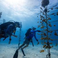 En el año 2000 comenzó con unos cuantos fragmentos de coral. Hoy sus "árboles" submarinos ayudan a recuperar arrecifes 