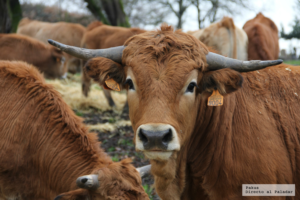 ¿Existe la verdadera carne de buey auténtico? Te contamos dónde encontrarla