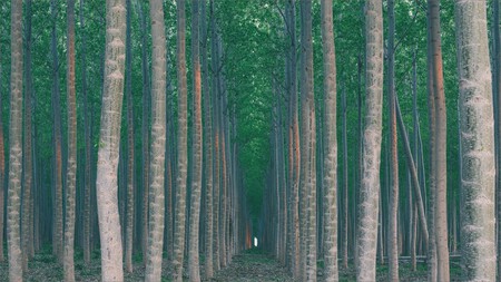 Life Wood Slider Principal 01 Jp