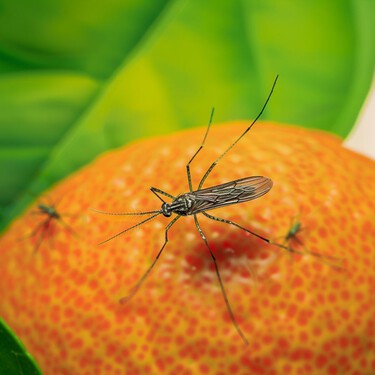 Adiós a los mosquitos: el remedio natural para ahuyentarlos de casa que además deja un olor espectacular 