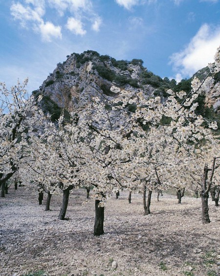 Cerezos En Flo En Las Caderechas C Caderechas