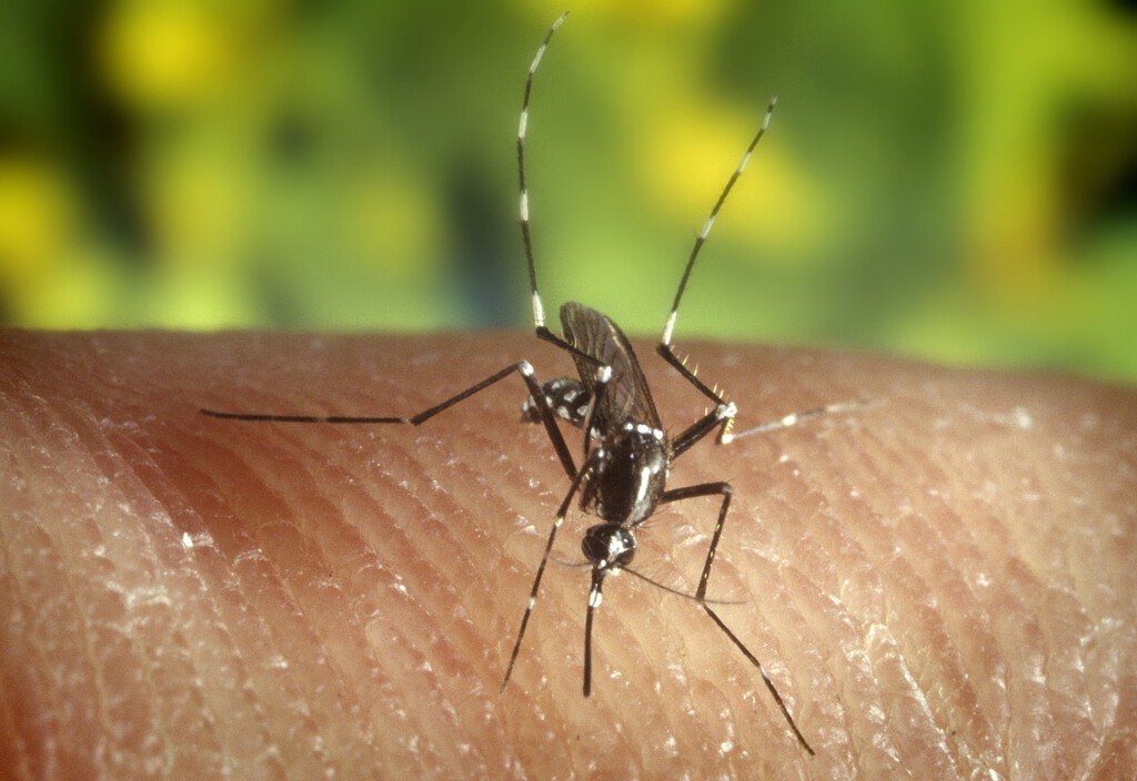 Elche sufre una molesta plaga de mosquitos tigre. Así que va a soltar 2,4 millones de mosquitos tigre para solucionarla