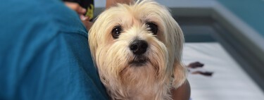 Los veterinarios piden a Belarra que no apruebe la ley de protección animal por ser "imposible de aplicar y controlar" 