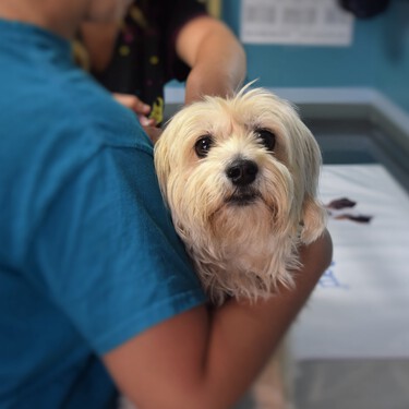Los veterinarios piden a Belarra que no apruebe la ley de protección animal por ser "imposible de aplicar y controlar" 