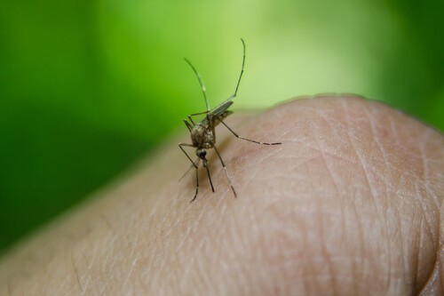Los mosquitos me tienen frito a picotazos: qué estoy haciendo para librarme de ellos y que haré para que no vuelva a pasar el año que viene