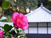 Toshima, la isla de la camelias en Japón 