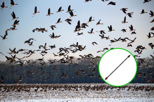 Aves Migracion