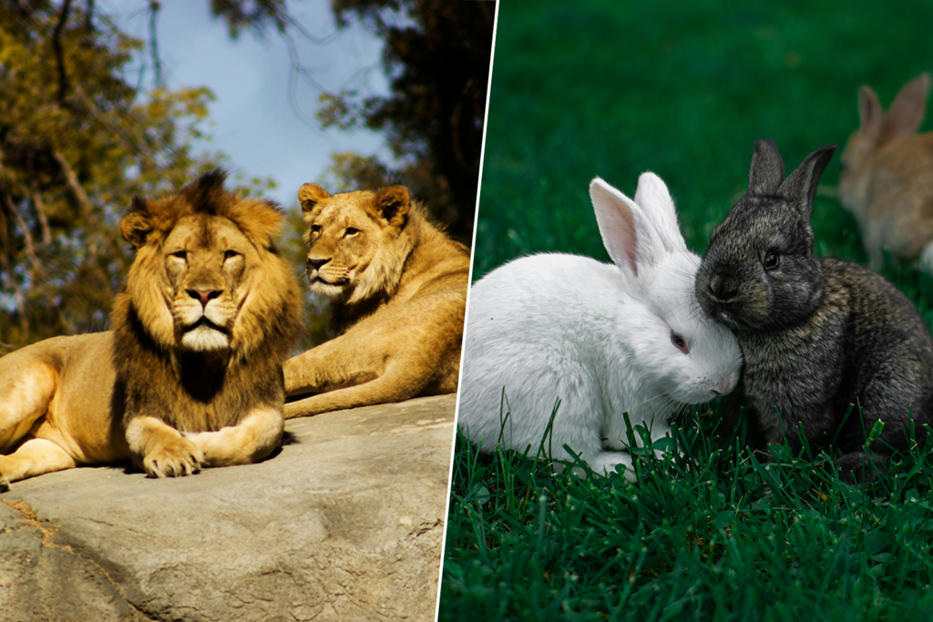 Un zoo de Dinamarca ha tenido una escabrosa idea: si ya no quieres a tu mascota, se lo comen sus leones 