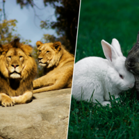 Un zoo de Dinamarca quiere alimentar a sus fieras con mascotas: "Nada se desperdicia y seguimos con la naturaleza"
