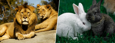 A Denmark Zoo wants to feed his beasts with pets: "Nothing is wasted and we continue with nature"