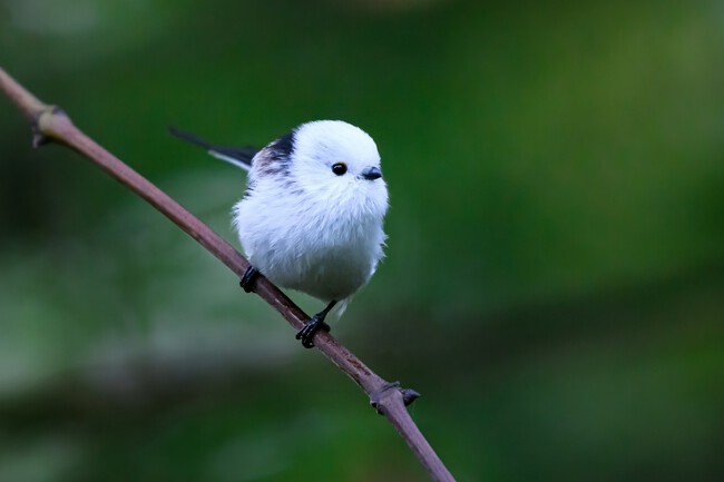 Pen Ash Yqvqzwmwsda Unsplash