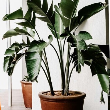 Este truco con cucharas de metal puede mejorar el aspecto de tus plantas: promete hojas más brillantes