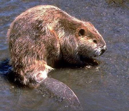 Singularidades extraordinarias de animales ordinarios (X): el castor