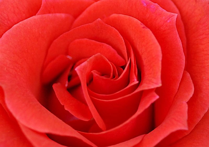 El extraño experimento del olor a rosa y cómo mejoró la memoria de determinas personas