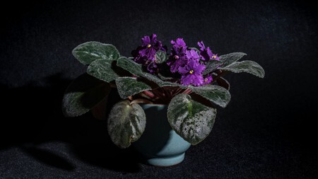 Violeta Africana En Maceta