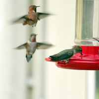 Un simple cacharro está haciendo que una especie evolucione en vivo y en directo: los colibríes 