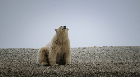 un oso en svalbard