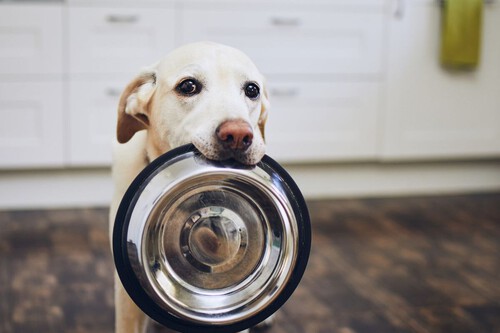 Diputados proponen eliminar IVA a alimentos y medicinas para perros en México