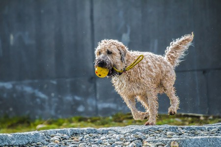 Perro Enriquecimiento Ambiental Juguetes 1