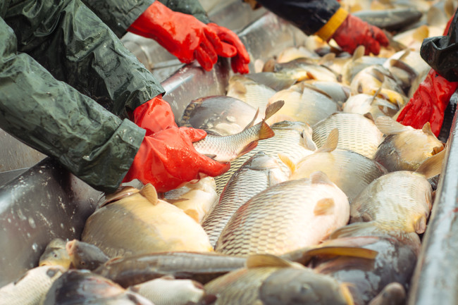 Pesca3