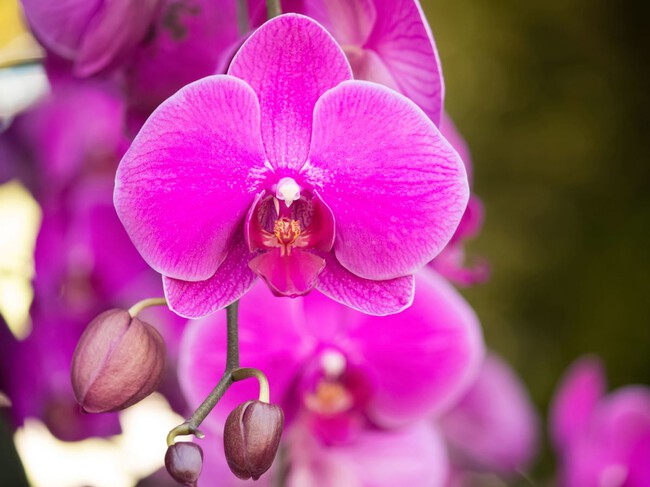 Orquidea