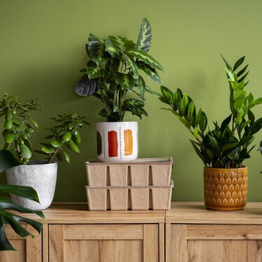 Lidl lanza las plantas con flor más resistentes y bonitas por menos de 2 euros