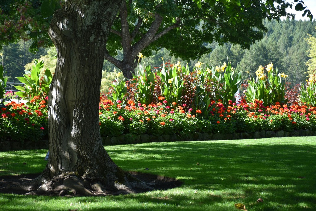 Este es el árbol perfecto para disfrutar de la primavera en el jardín porque no levanta el suelo con sus raíces, da fruta en verano y es resistente a la sequía