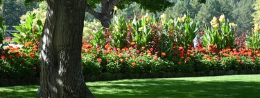 El árbol ideal para el jardín: no levanta el suelo, resiste la sequía y da fruta en verano