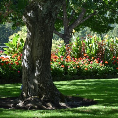 Este es el árbol perfecto para disfrutar de la primavera en el jardín porque no levanta el suelo con sus raíces, da fruta en verano y es resistente a la sequía 