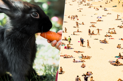 Playa y conejo