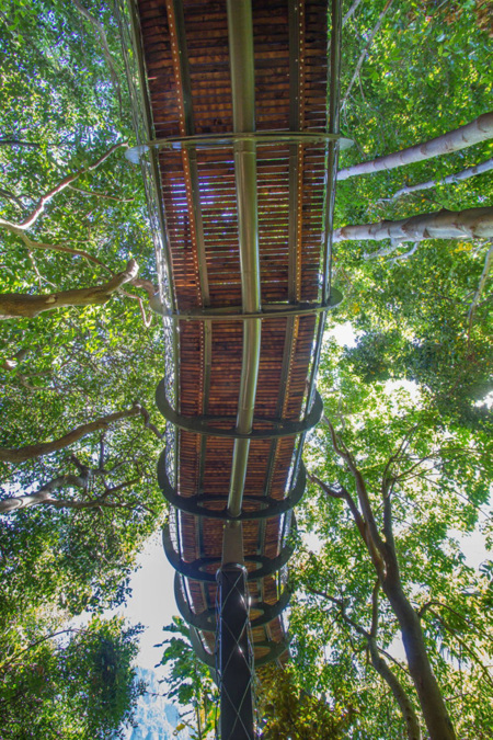 Tree Canopy Walkway Path Kirstenbosch National Botanical Garden 4