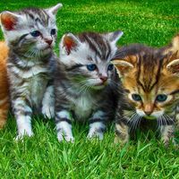 Blockchain y los criptokitties son la llave que abre el mundo virtual del futuro