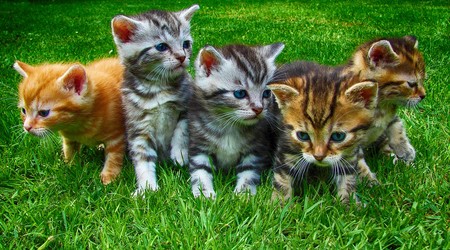 Blockchain y los criptokitties son la llave que abre el mundo virtual del futuro