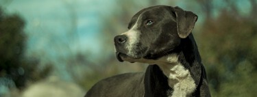 La Nueva Ley de Protección Animal eliminará la clasificación de Perro Potencialmente Peligroso (PPP) 