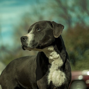 La Nueva Ley de Protección Animal eliminará la clasificación de Perro Potencialmente Peligroso (PPP) 