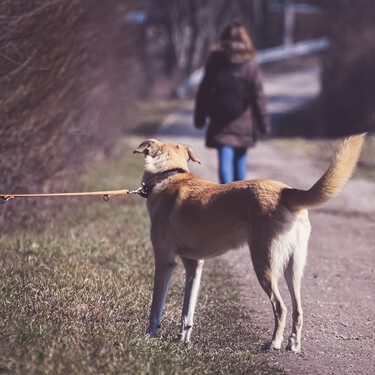 Más multas y menos excusas: así trata el abandono la nueva Ley de Protección Animal 