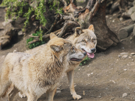 Animales Ia