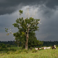 Achávamos que entendíamos a chuva, mas a ciência tem algo a dizer: descobrimos um padrão oculto que muda tudo 