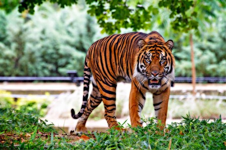 tigre-recuperación-habitat